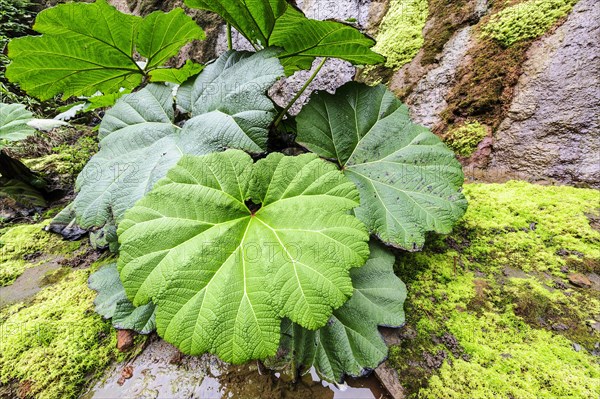 Giant rhubarb (Gunnera manicate)