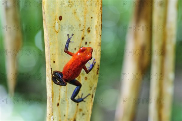 Strawberry poison-dart frog