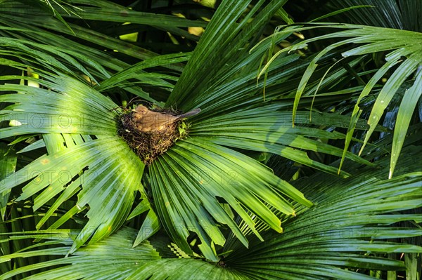 Clay-colored thrush (Turdus grayi) on her nest