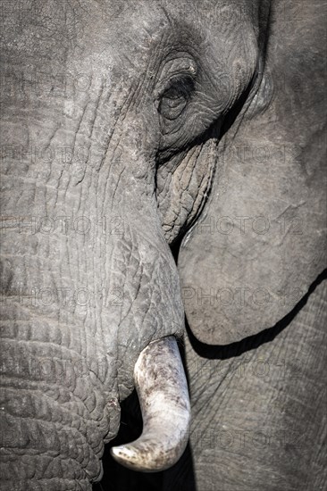 African Elephant (Loxodonta africana)