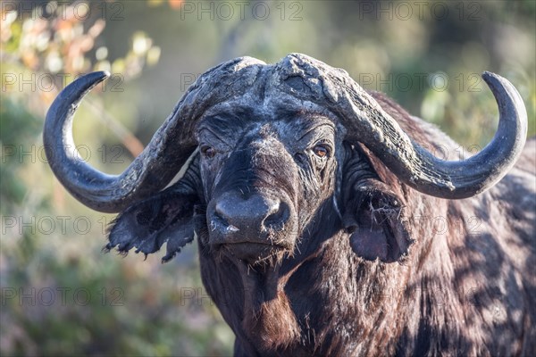 Cape buffalo (Syncerus caffer)