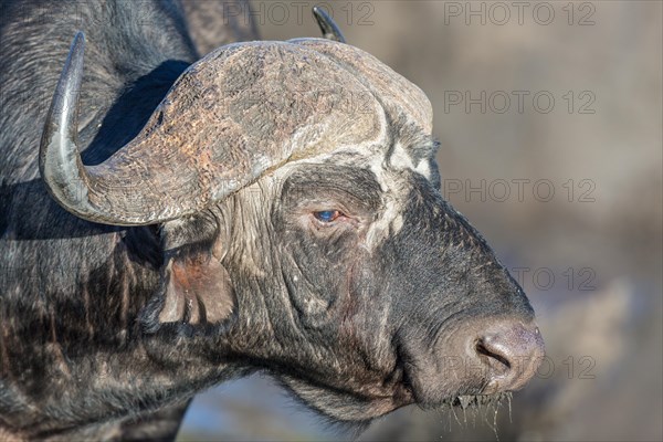 Cape buffalo (Syncerus caffer)