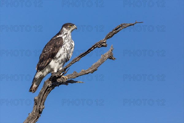 Perched African hawk eagle (Hieraaetus spilogaster)