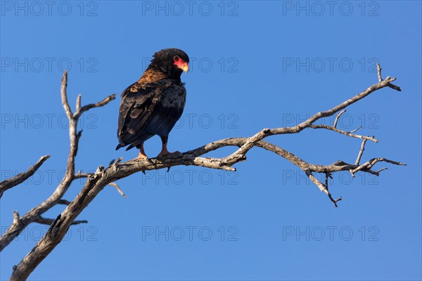 Perched Bateleur (Terathopius ecaudatus)