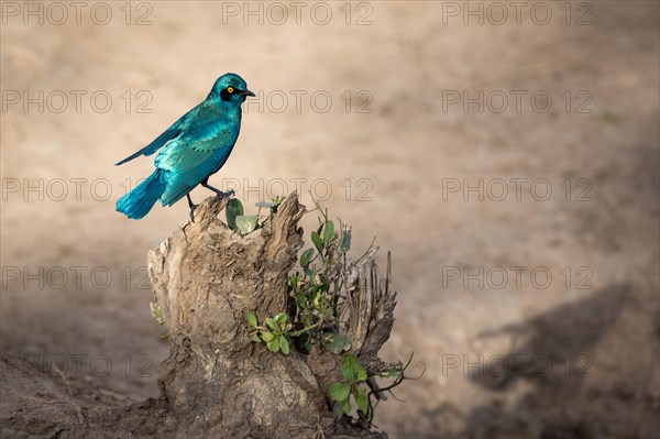 Green-breasted starling (Lamprotornis chalybaeus nordmanni) on rocky outcrop
