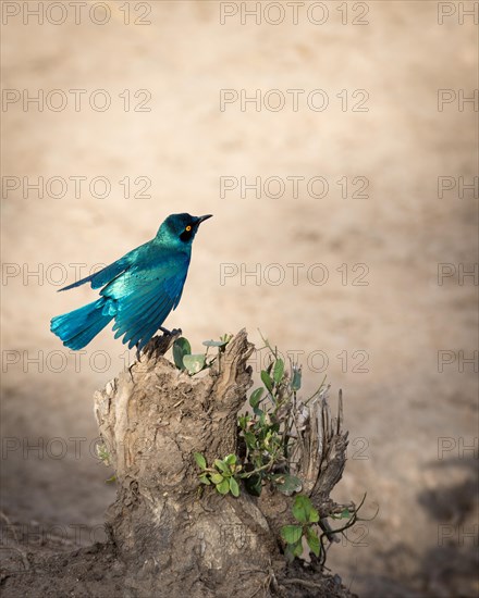 Green-breasted starling (Lamprotornis chalybaeus nordmanni) on rocky outcrop