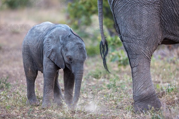 African bush elephants (Loxodonta africana)