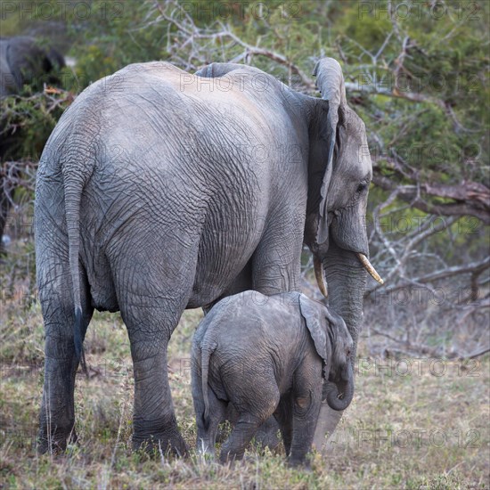 African bush elephants (Loxodonta africana)