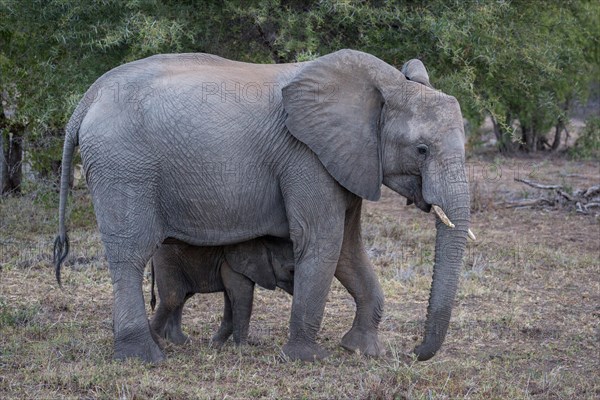 African bush elephants (Loxodonta africana)