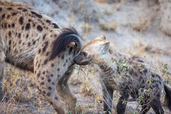 Spotted laughing hyenas (Crocuta crocuta)