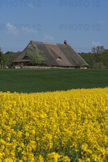 Thatched farmhouse