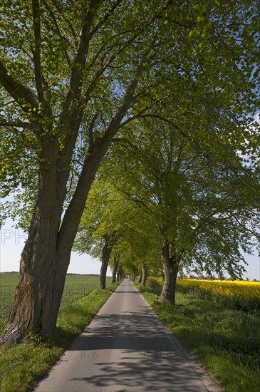 Largeleaf linden (Tilia platyphyllos) avenue