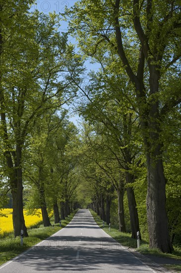 Largeleaf linden (Tilia platyphyllos) avenue next to rapeseed field