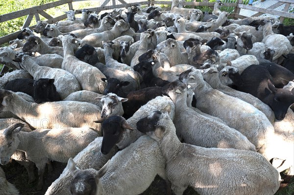 Sheep in a pen