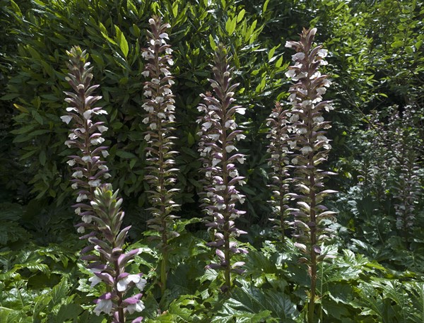 Acanthus (Acanthus) in bloom