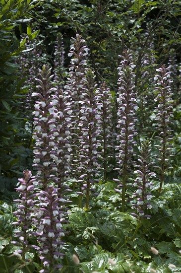 Acanthus (Acanthus) in bloom