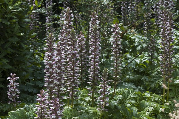 Acanthus (Acanthus) in bloom