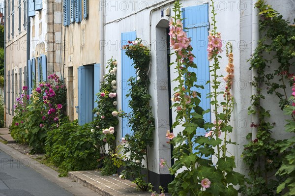 Common hollyhock (Alcea rosea) and roses (Rosa)