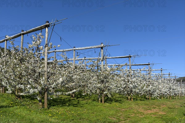 Young cherry trees