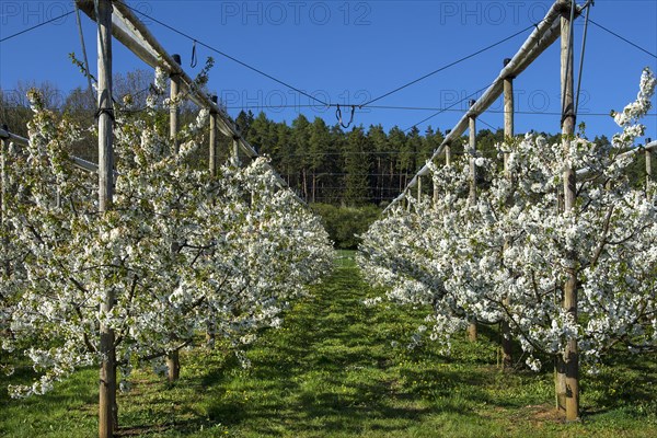 Young cherry trees