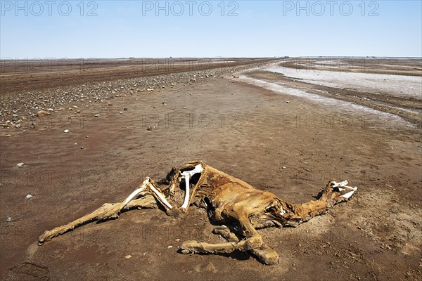 Dead camel