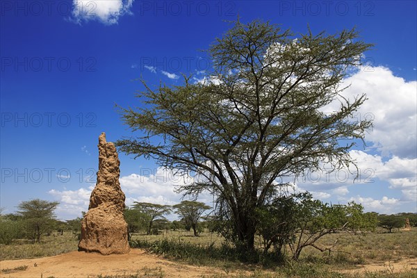 Great Termite Hill