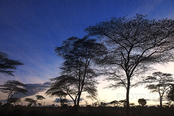 Acacia forest at dawn