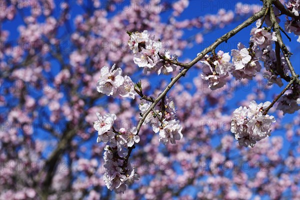 Blossoming almond trees in Edenkoben