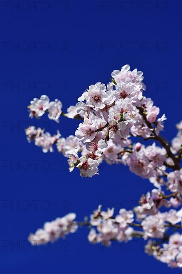 Blossoming almond trees in Edenkoben