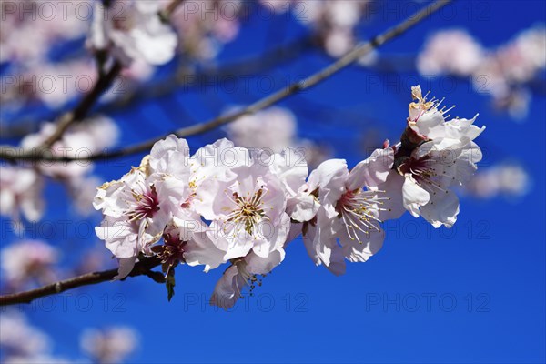 Blossoming almond trees in Edenkoben