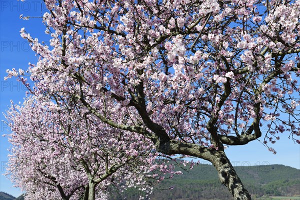 Blossoming almond trees in Edenkoben