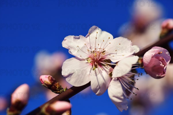 Blossoming almond trees in Edenkoben