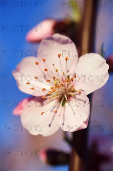 Blossoming almond trees in Edenkoben