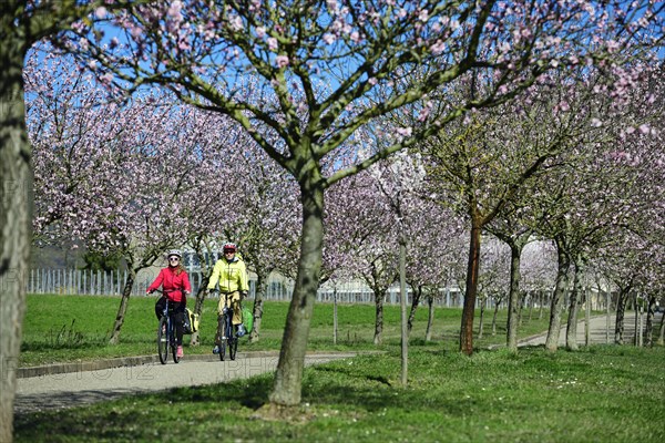 Cyclist in an alley flowering almond tree