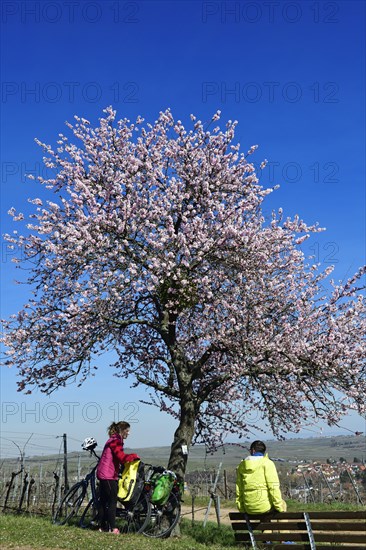 Cyclists take a break on the Palatinate Almond Trail near Leinsweiler