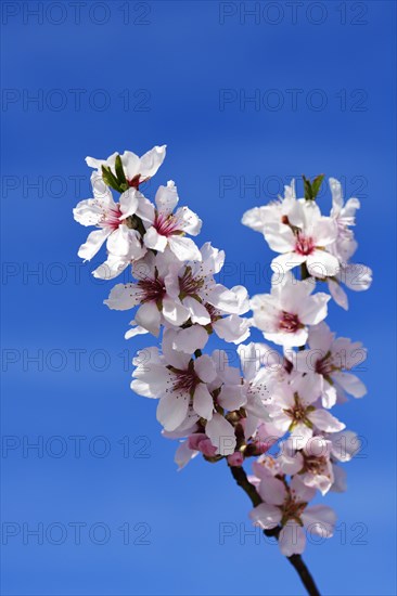 Almond blossoms