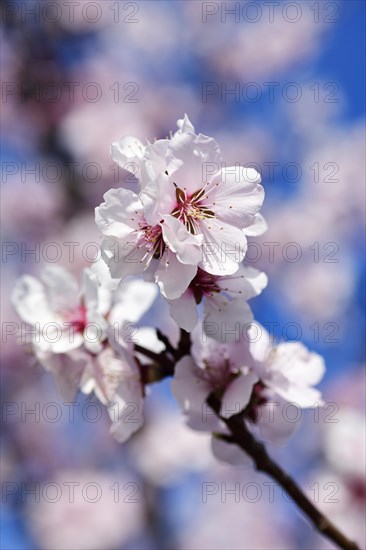 Almond blossoms