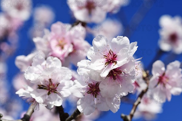 Almond blossoms