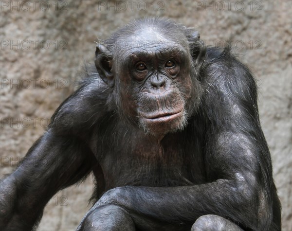 West African Chimpanzee (Pan troglodytes verus)