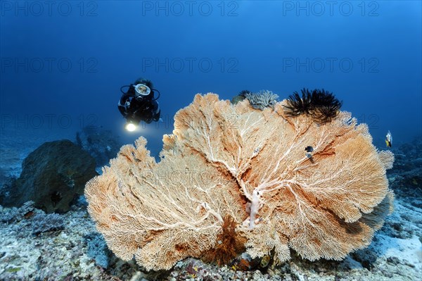 Diver and Giant Sea Fan (Annella mollis)