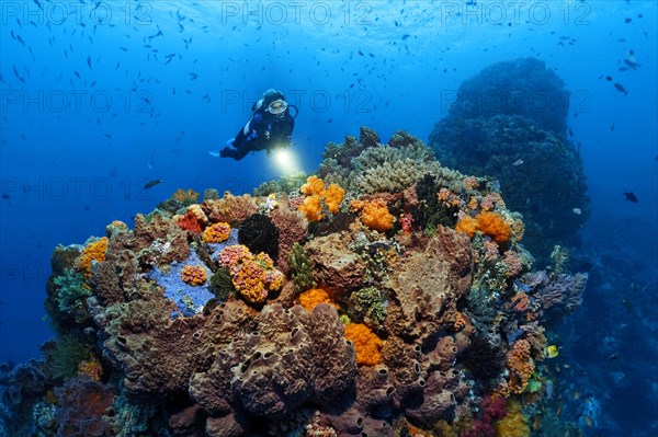 Diver views Coral colony