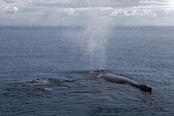 Humpback whale (Megaptera novaeangliae)