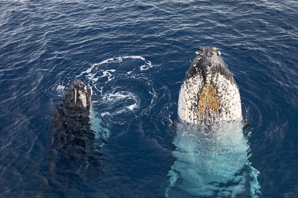 Humpback whale (Megaptera novaeangliae) with pup