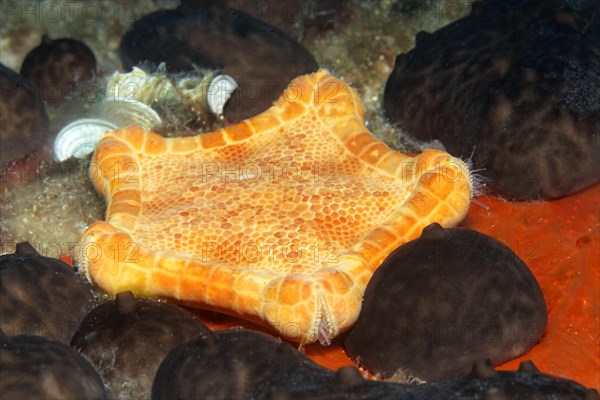 Placenta cushion starfish (Sphaerodiscus placenta)