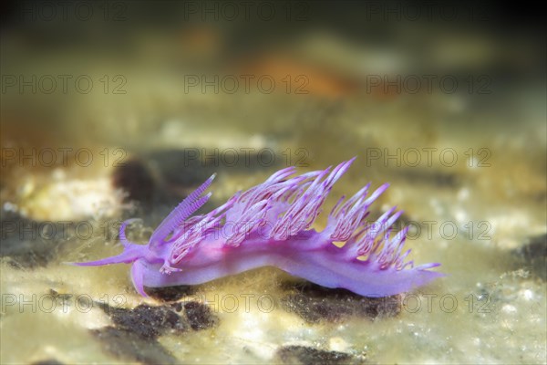 Violet Sea slug (Flabellina affinis) Sithonia