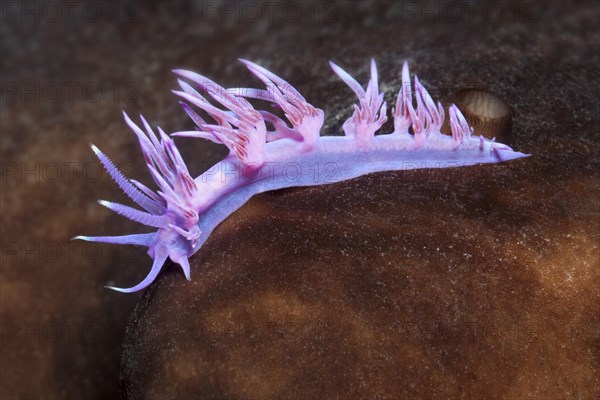 Violet Sea slug (Flabellina affinis) Sithonia