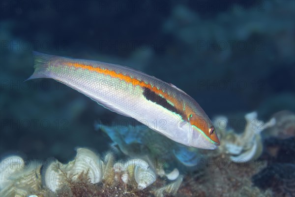 Rainbow wrasse (Coris julis)