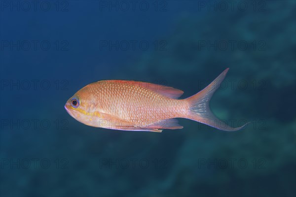 Mediterranean Anthias (Anthias anthias) male