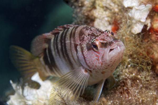 Painted comber (Serranus scriba)