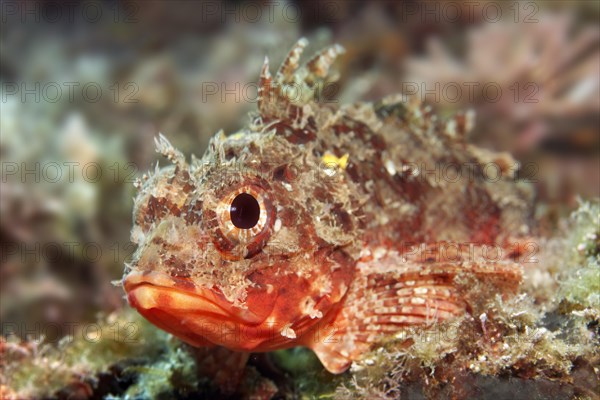 Black scorpionfish